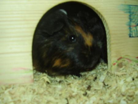 Carlo